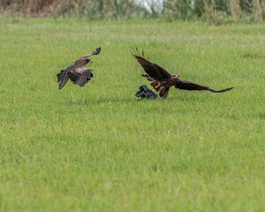 A fight between black kites