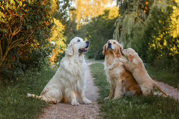 adult dogs golden retriever with a small puppy for a walk. three golden retriever dogs in the summer on the road. parents with a puppy