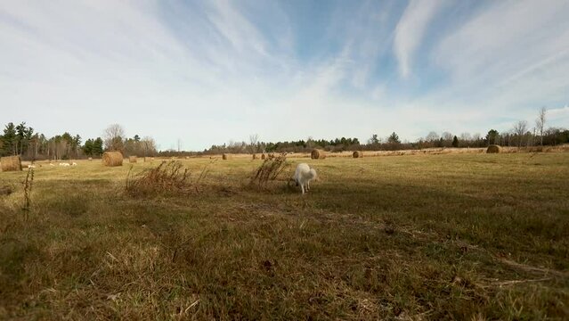 A maremma sheepdog on a small farm in Ontario, Canada. Pets and working dogs in North America.