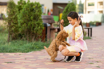 a little girl playing with her maltipoo dog a maltese-poodle breed