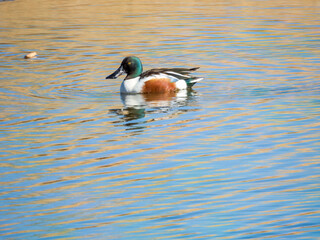 Northern Shoveler Duck on a pond