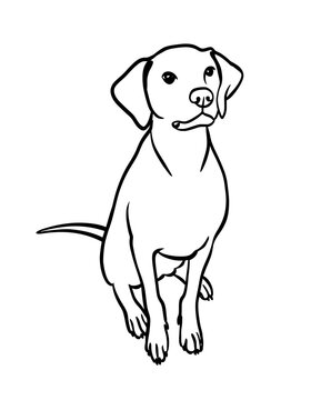 Vector image of an dog labrador outline.