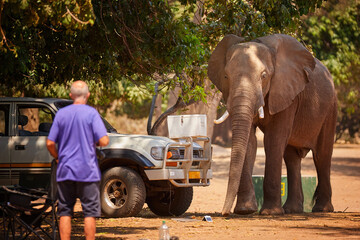 A man watching an african elephant destroying camping equipment.  African elephant in the middle of...