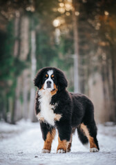 Bernese mountain dog puppy in green background.	
