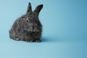Cute bunny on a light blue background. Copy space.