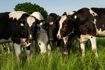 Gruppe Holstein-Friesian Rinder stecken auf einer Wiese die Köpfe zusammen - Nahaufnahme.