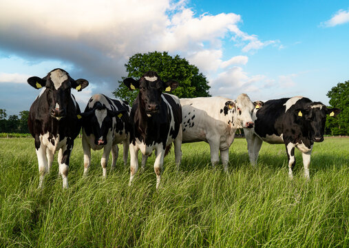 Fünf Holstein-Friesian Rinder stehe neben einander auf einer grünen Sommerwiese.