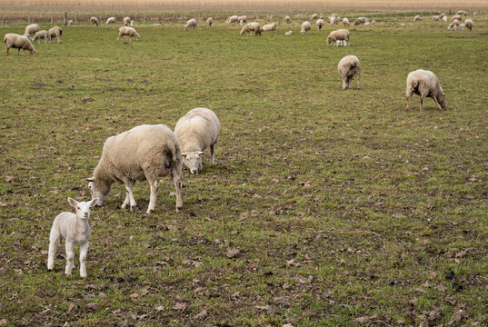 Schafe mit Lämmern haben die große Weide schon kahl gefressen, ein Lamm schaut interessiert.