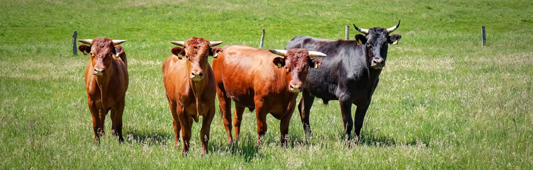 Naklejka na ściany i meble Braune Kühe mit einen schwarzen Bullen, stehen neben einander auf der Wiese.