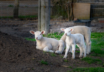 Fototapeta premium Lämmer an einem Erdhaufen, das eine liegt, zwei stehen.
