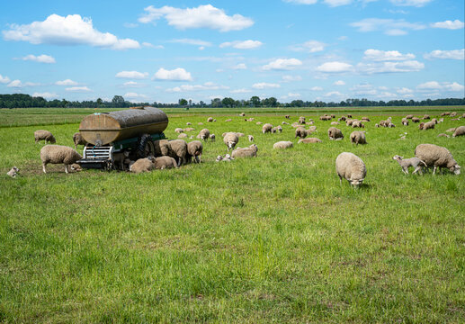 Wasserfaß auf einer Weide mit grassenden Schafen.