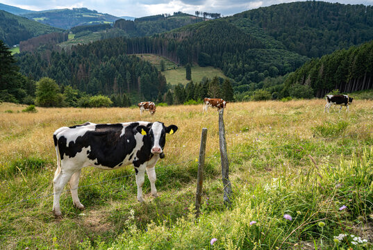 Kühe und Rinder auf einer weitläufigen und hügeligen Weide.