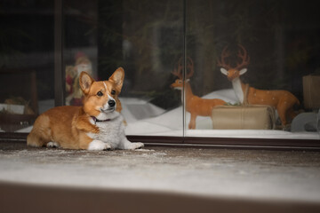 Portrait of cute corgi dog near shop window
