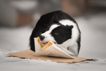 Border collie dog eating pancake