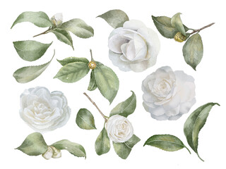 Camellia flowers with leaves in watercolor style isolated on white. Hand-drawn watercolor floral illustration on transparent background for your design.