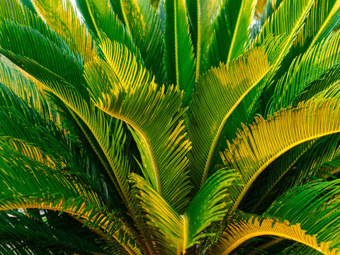 close up of cicas palm tree in sunset light