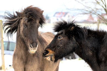 portrait of two beautiful icelandic horses playing together wild