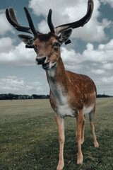 A funny smiling deer in Phoenix park, Dublin