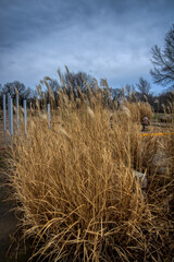 Fototapeta premium Tall Grass