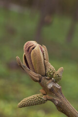 A closeup shot of burgeon on branch by spring day, ready to burst. Young nature waking up at spring time with tree branch with bud and small leaves, nature concept. The awakening of spring and nature
