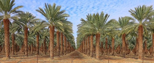 Date palm trees in Mediterranean date palm plantation - obrazy, fototapety, plakaty