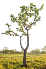 Tree isolated on white background