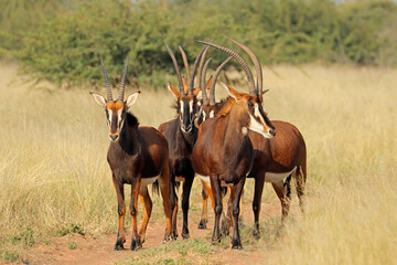 A group of sable antelopes (Hippotragus niger) in natural habitat, South Africa.
