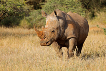 An endangered white rhinoceros (Ceratotherium simum) in natural habitat, South Africa.