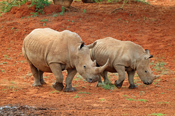 Fototapeta premium A white rhinoceros (Ceratotherium simum) with calf in natural habitat, South Africa.