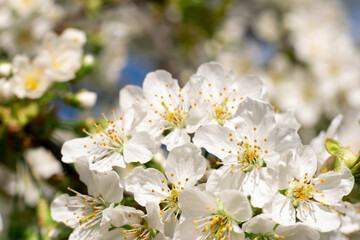 Blossom tree. Floral spring. Nature beauty. Cherry orchard with white flowers branches blur macro shooting.