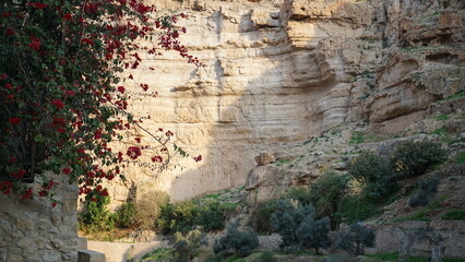Obraz na płótnie Canvas Flowers next to the Monastery of Saint George of Choziba in Wadi Qelt in Area C of the eastern West Bank in the Jericho Governorate of the State of Palestine in the month of January