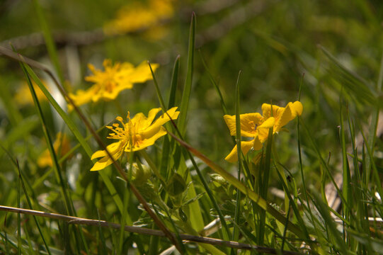 Golden cinquefoil (Potentilla aurea) on Sch&ouml;nhalden, Sankt Gallen