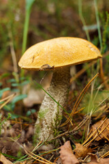 Close-up of bright orange-cap boletus edulis mushroom growing in park forest field among green grass, different twigs.