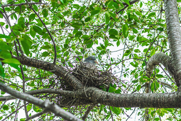 The dove bird sits in the nest and hatches the chicks. Blooming cherry, gardening concept
