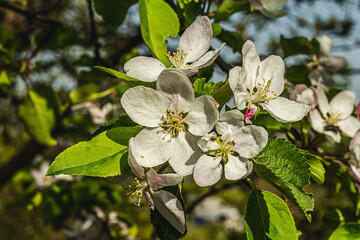 Blooming apple tree in the garden. Spring seasonal of growing plants. Gardening concept