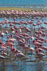Naklejka na ściany i meble Pink flamingos on a sunny beach at Walvis Bay, Namibia, Africa