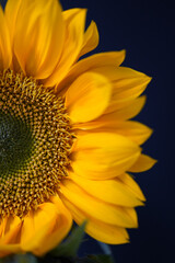sunflower close up