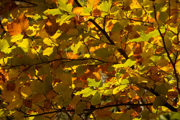 Beech foliage in Autumn colour in the woods near Flims, Swiss Alps