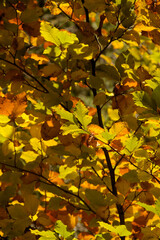 Beech foliage in Autumn colour in the woods near Flims, Swiss Alps