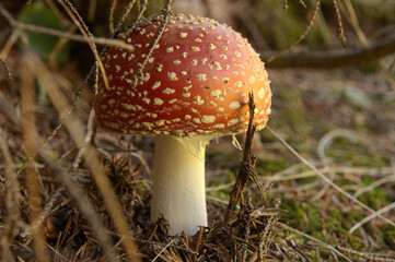 Fly agaric toadstool (Amanita muscaria) on verge of pine woods in Grisons, Swiss Alps
