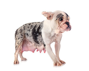 Fototapeta premium french bulldog in studio