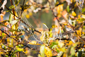Spider web with dew drops with colorful autumn leafs around