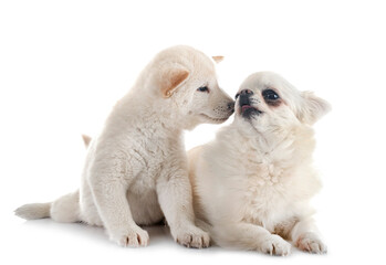 Obraz premium young shiba inu and chihuahua