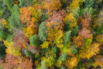 Top down view of treetops in autumn colors