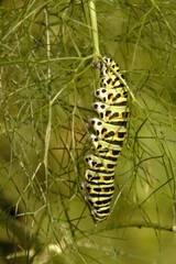 Swallowtail catepillar (Papilio machaon) on fennel in Swiss cottage garden