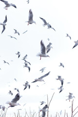 Lots of white seagulls in the sky. Flying white birds. White sky full of seagulls