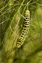 Swallowtail catepillar (Papilio machaon) on fennel in Swiss cottage garden