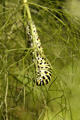 Swallowtail catepillar (Papilio machaon) on fennel in Swiss cottage garden