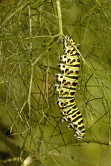 Swallowtail catepillar (Papilio machaon) on fennel in Swiss cottage garden