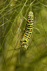 Swallowtail catepillar (Papilio machaon) on fennel in Swiss cottage garden